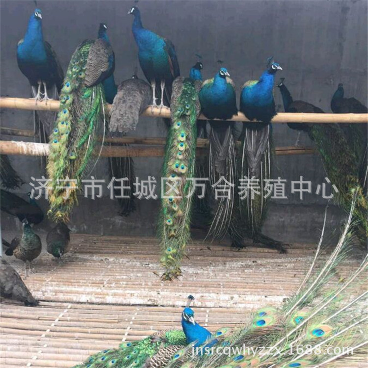 蓝孔雀活体出售 两年蓝孔雀批发价格 哪里有大量养殖孔雀的地方